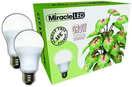 Miracle LED