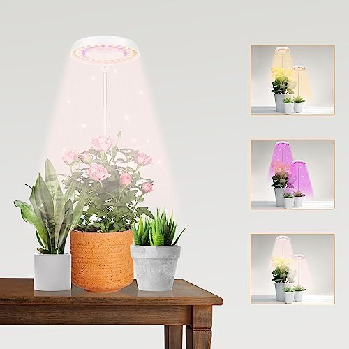 Halo style white desktop succulent light
