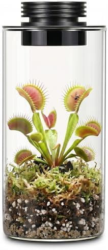 Desktop glass terrarium for moss and plants
