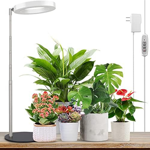 Base equipped succulent plant light
